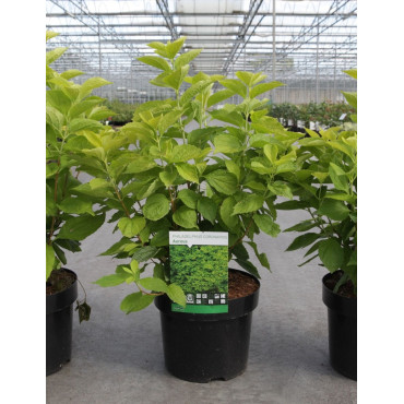 PHILADELPHUS coronarius AUREUS En pot de 4-5 litres