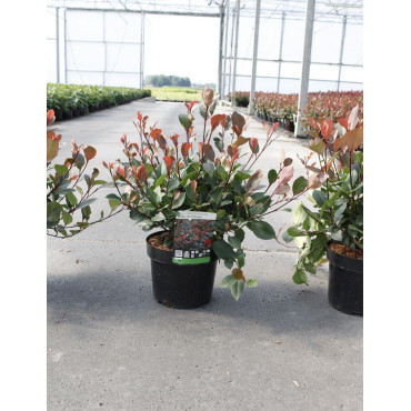 PHOTINIA fraseri LITTLE RED ROBIN En pot de 4-5 litres