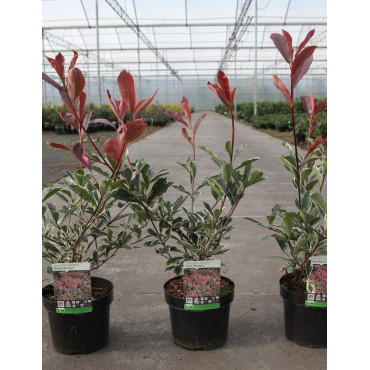 PHOTINIA fraseri PINK MARBLE En pot de 4-5 litres