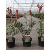 PHOTINIA fraseri PINK MARBLE En pot de 4-5 litres