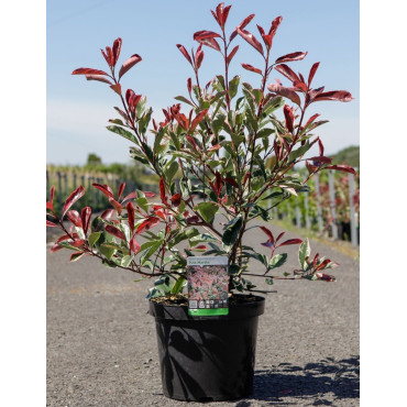 PHOTINIA fraseri PINK MARBLE En pot de 7-10 litres