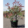 PHOTINIA fraseri PINK MARBLE En pot de 7-10 litres