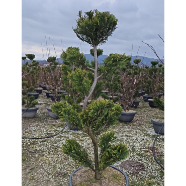 Bonsaï de jardin - CUPRESSOCYPARIS leylandii CASTLEWELLAN GOLD