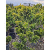 Bonsaï de jardin - CUPRESSOCYPARIS leylandii Gold Rider