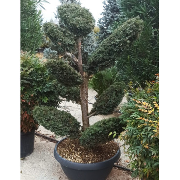 Bonsaï de jardin - TAXUS baccata