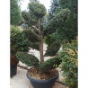 Bonsaï de jardin - TAXUS baccata