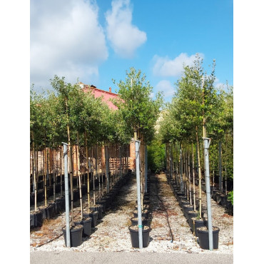 QUERCUS ilex En pot de 30-35 litres forme tige hauteur du tronc 180-200 cm