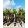 QUERCUS ilex En pot de 30-35 litres forme tige hauteur du tronc 180-200 cm