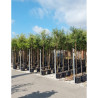 QUERCUS ilex En pot de 30-35 litres forme tige hauteur du tronc 180-200 cm