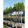 PINUS PINEA