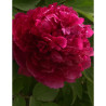 PAEONIA suffruticosa BAI YUAN HONG XIA