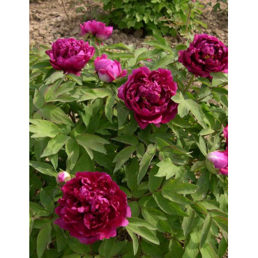 PAEONIA suffruticosa BAI YUAN HONG XIA