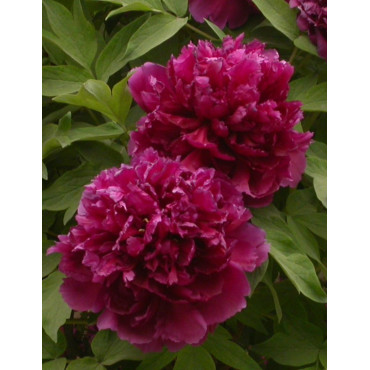 PAEONIA suffruticosa BAI YUAN HONG XIA