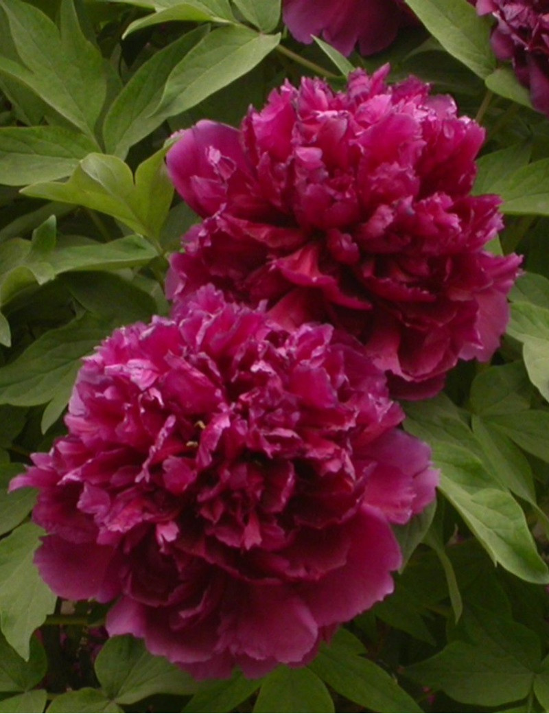 PAEONIA suffruticosa BAI YUAN HONG XIA