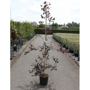 BETULA CRIMSON FROST En pot de 15-20 litres forme baliveau