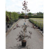 BETULA CRIMSON FROST En pot de 15-20 litres forme baliveau