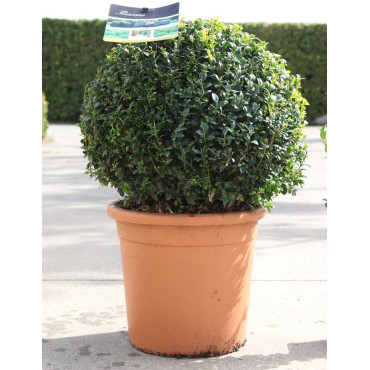 BUXUS sempervirens