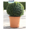 BUXUS sempervirens