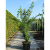 LABURNUM anagyroides En pot de 70-90 litres