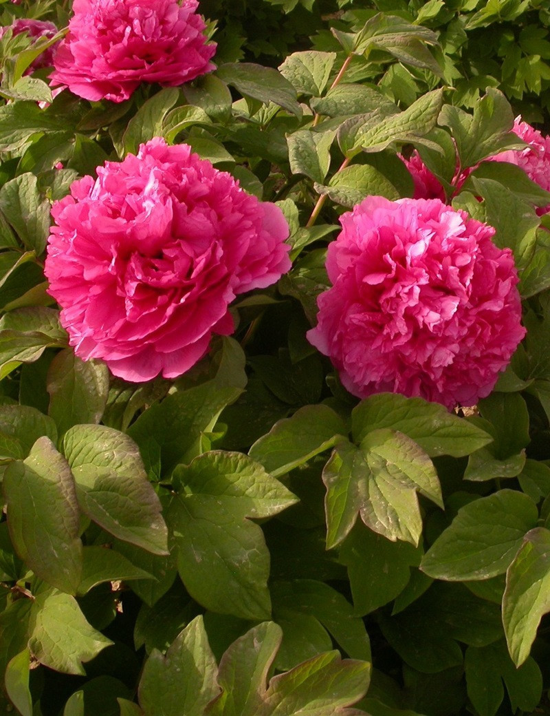 PAEONIA suffruticosa JUAN YE HONG