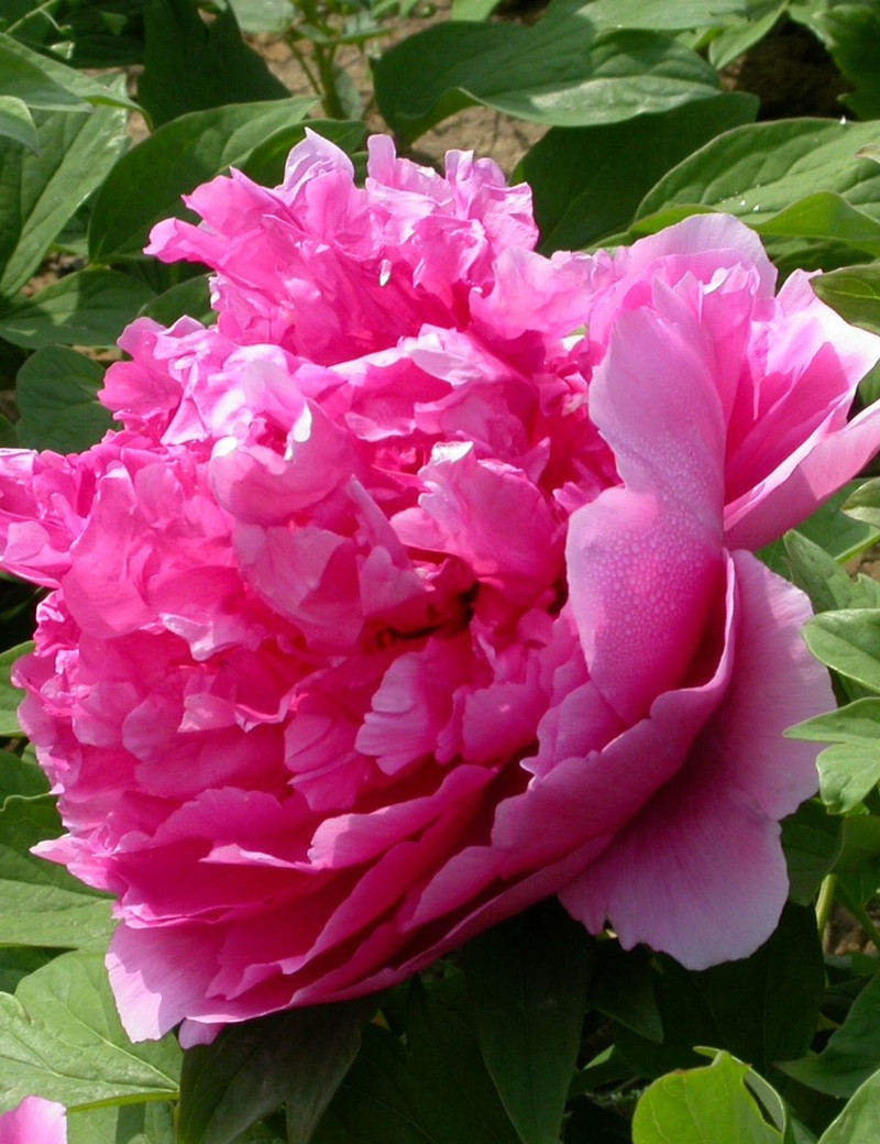 PAEONIA suffruticosa LU HE HONG