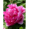 PAEONIA suffruticosa LU HE HONG