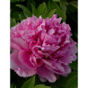 PAEONIA suffruticosa LU HE HONG