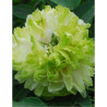 PAEONIA suffruticosa LU MU YING YU