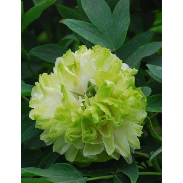 PAEONIA suffruticosa LU MU YING YU