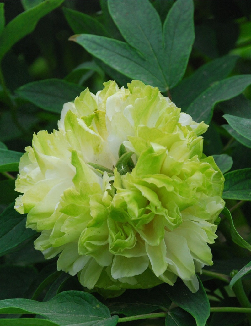 PAEONIA suffruticosa LU MU YING YU