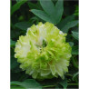 PAEONIA suffruticosa LU MU YING YU