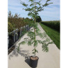 GLEDITSIA triacanthos SUNBURST En pot de 15-20 litres forme baliveau