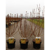 FORSYTHIA intermedia WEEK END En pot de 4-5 litres