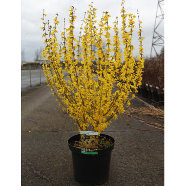 FORSYTHIA intermedia WEEK END En pot de 10-12 litres