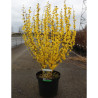 FORSYTHIA intermedia WEEK END En pot de 10-12 litres