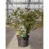 FOTHERGILLA major En pot de 10-12 litres