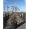 VIBURNUM BODNANTENSE DAWN En pot de 25-30 litres