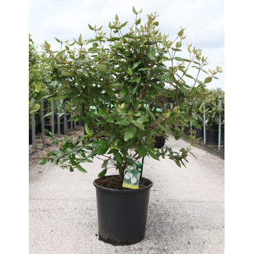 VIBURNUM burkwoodii En pot de 25-30 litres