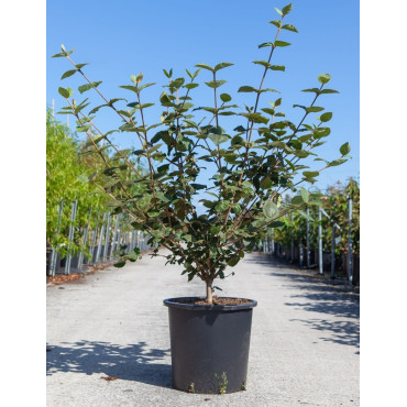 VIBURNUM CARLCEPHALUM En pot de 25-30 litres