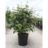 VIBURNUM carlesii AURORA En pot de 25-30 litres