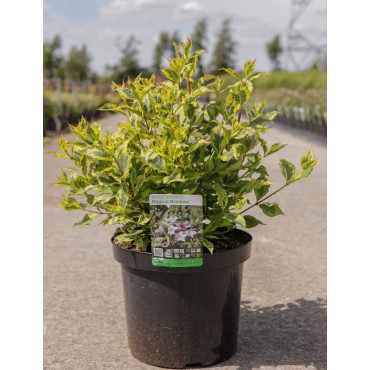 WEIGELA florida MAGICAL RAINBOW En pot de 10-12 litres