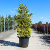 JUNIPERUS chinensis STRICTA En pot de 35-50 litres