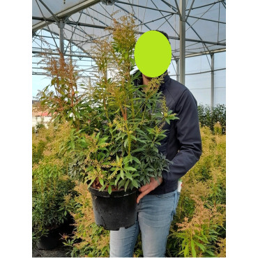 PIERIS japonica FOREST FLAME En pot de 10-12 litres