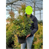 PIERIS japonica FOREST FLAME En pot de 10-12 litres