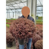 PITTOSPORUM tenuifolium TOM THUMB En pot de 15-20 litres