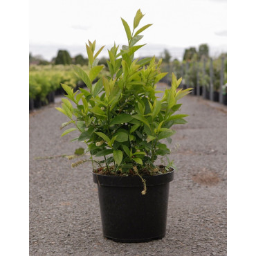 ITEA virginica HENRY'S GARNET En pot de 7-10 litres