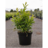 ITEA virginica HENRY'S GARNET En pot de 7-10 litres