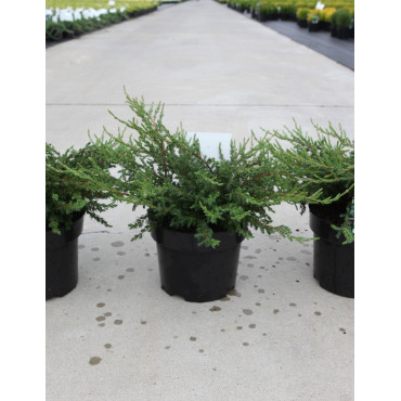 JUNIPERUS communis REPANDA En pot de 4-5 litres