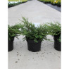 JUNIPERUS communis REPANDA En pot de 4-5 litres