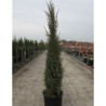 JUNIPERUS communis SENTINEL En pot de 15-20 litres